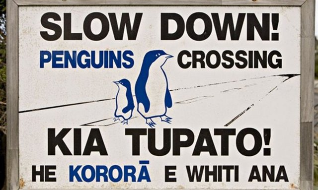 Yavaşlayın penguenler geçebilir...