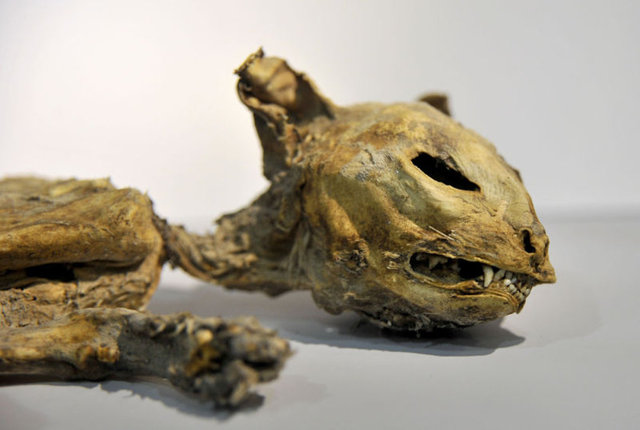 Aksaray Müzesi Müdür Vekili Fariz Demir, teşhir ve tanzim çalışması tamamlanan müzenin yeniden ziyarete açıldığını söyledi. -