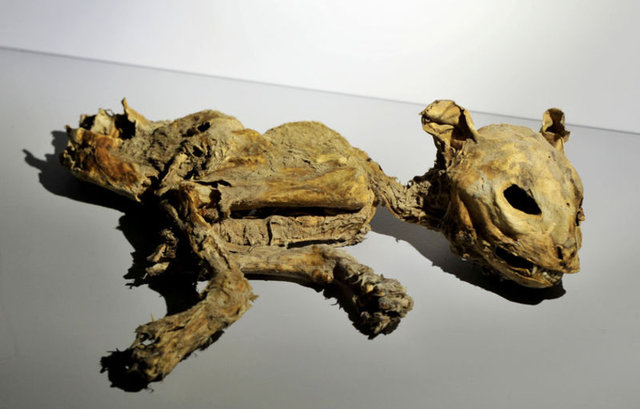 MISIR'DAN ANADOLU'YA KEDİ MUMYALAMA GELENEĞİ -  - Demir, müzede yoğun ilgi gören kedi mumyalarının Mısır'dan Anadolu'ya uzanan bir geleneği de yansıttığına işaret ederek, şöyle devam etti: