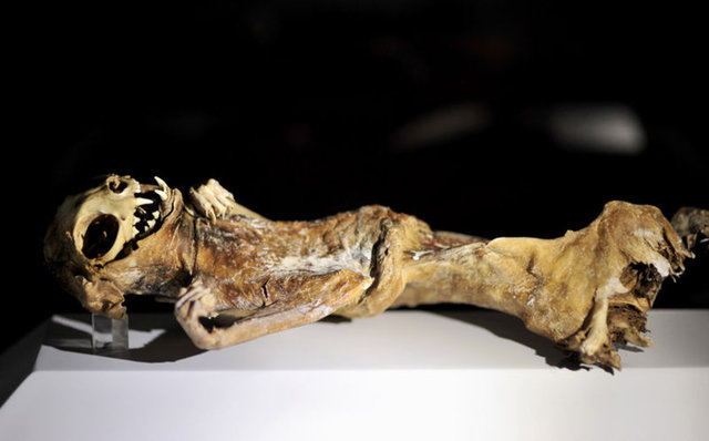 "Kedi, Mısır'da da mumyalanan bir hayvan. Kedi kafalı tanrıça 'Bast' adına kedilerin mumyalanması işlemi yapılmış. Bu gelenek devam ederek, Anadolu'ya kadar uzanmış, Kapadokya'da da kedi mumyalanması geleneği sürdürülmüştür.