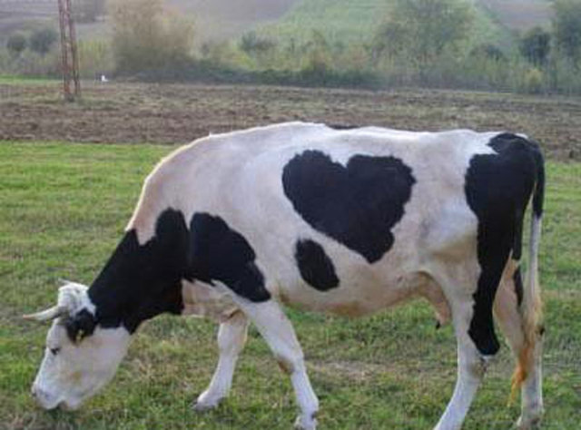 Kalp desenli inek: Meraklısına sırtında kalp resmi bulunan süt ineği, fiyatı 15 bin TL.