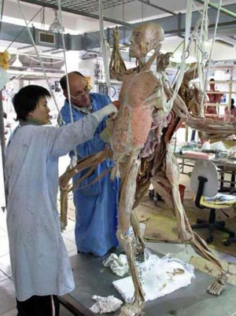 Plastinasyon yani ölü hayvan veya insan vücutlarının içerisindeki tüm suyun yerine likit plastik konularak kadavraların sertleştirilmesini sağlayan ve bozulmasını önleyen bu yöntemin kullanıldığı serginin...