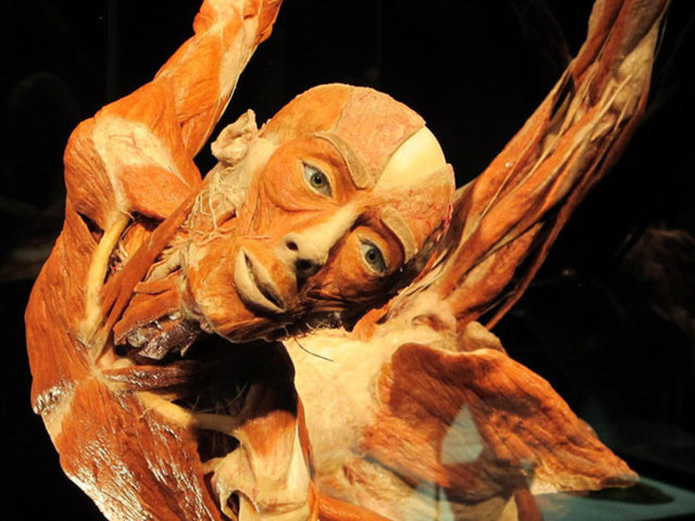 Alman bilim adamı Dr. Gunter von Hagens tarafından 'plastinasyon' yöntemiyle çürümez hale getirilen 200'den fazla insan bedeni parçasının yer aldığı 'Body Worlds/ Orjinal Vücut Dünyası-Yaşam Döngüsü' sergisi, dünyada 30 milyon kişi tarafından gezildi...