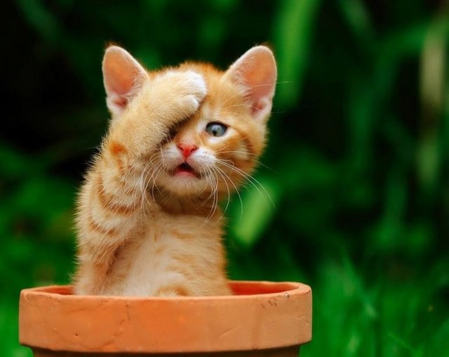 "Kedi videosu üzerine akademik bir araştırmayı ciddiyetsiz bulanlar - olabilir ama hepimiz kedi videosu izlemişizdir. Kedi videoları - Internet kullamının en popüler olduğu alanlardan biri."