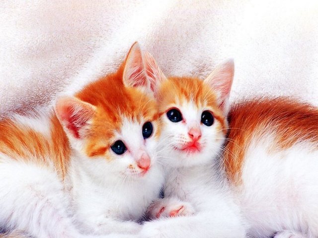 - Kedi sahipleri veya utangaçlık vb. tipik huyları olanlar daha çok - kedi videosu izliyor.