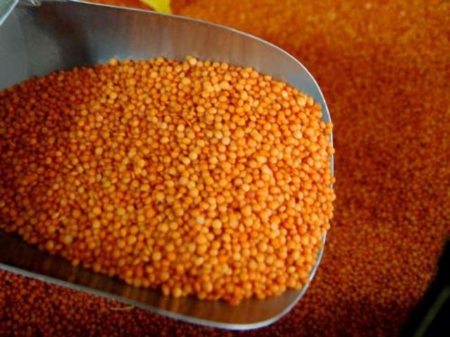 Kırmızı mercimek