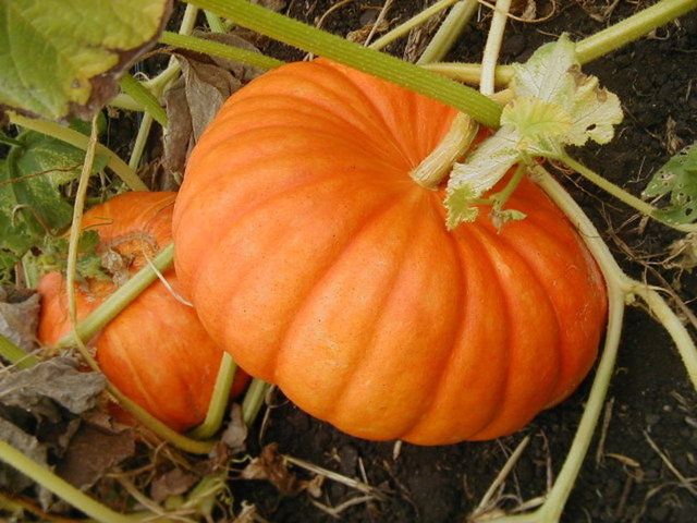 Balkabağı