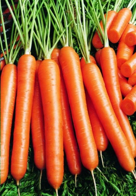 Havuç -  - A vitamini zengini havuç aynı zamanda sağlam gözler için de birebir.