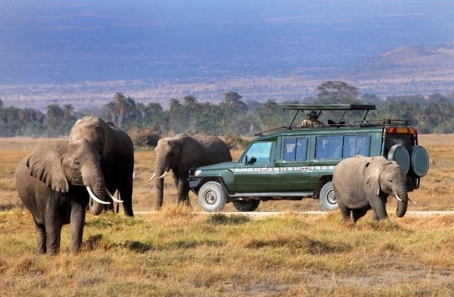 Masai Mara - Kenya