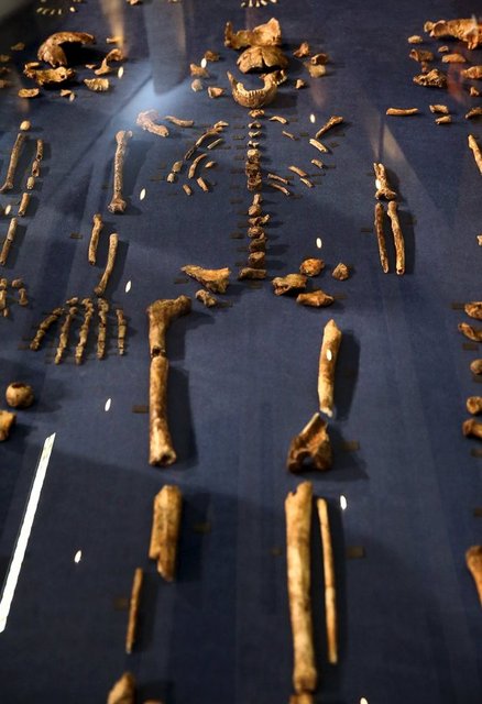 Homo Naledi'nin bilek ve ayaklarının modern insan vücuduna benzer özellikler taşıdığını ifade eden uzmanlar, beyin büyüklüğünün ve üst beden ölçülerinin ise erken dönemde yaşayan insana yakın olduğunu açıkladı.