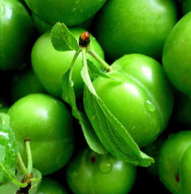 Ağız sağlığı için, özellikle diş etlerinin güçlenmesinde fayda sağlar.