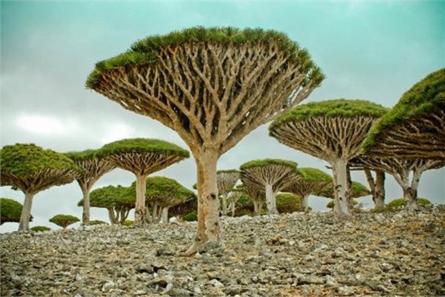 Socotra Adası -  - Yemen, Orta Doğu
