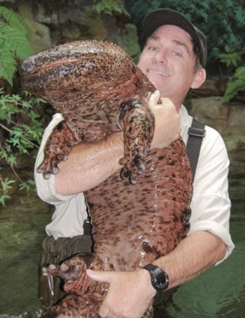 Dev Çin semenderi - Dev Çin semenderi yeryüzündeki yaşayan en büyük amfibi hayvan.