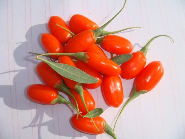 Uslu, piyasada kilosu ortalama 60 liradan satılan goji berrynin evde saksıda dahi yetiştirilebileceğine işaret etti. -