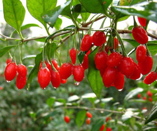 Anavatanı Tibet olan, kurt üzümü ya da mutluluk meyvesi olarak da bilinen "goji berry''nin içerdiği polisakkaritler ve güçlü antioksidanlar sayesinde serbest radikallerin uğratacağı zararlara ve erken yaşlanmaya karşı vücudu koruduğu belirtildi.