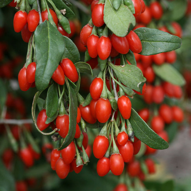 Goji berry, Tibet'te kolesterolü ve kan basıncını düşürmek için kullanılıyor, ayrıca kanı temizleme özelliği de bulunuyor" diye konuştu.