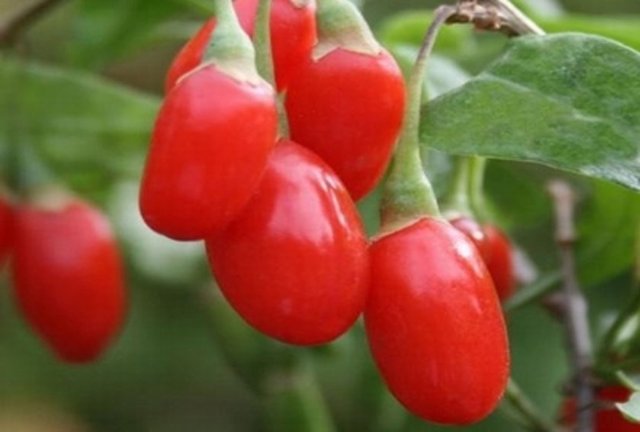 Gazi Üniversitesi Gazi Eğitim Fakültesi Kimya Eğitimi Anabilim Dalı Öğretim Üyesi Prof. Dr. İbrahim Uslu, vücudun havadaki oksijen atomu ve onun benzeri serbest radikallerin her an saldırısına maruz kaldığını belirtti.