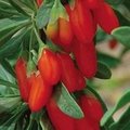 Goji berry, kanser önleyici bir madde olan germanium içeren, yeryüzünde bu güne kadar tespit edilmiş birkaç bitki türünden biridir.