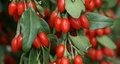 Uslu, küçük yumuşak meyveleri olan goji berrynin bin 700 yıl boyunca Tibet'te üretildiğini,