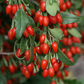 Goji berry, Tibet'te kolesterolü ve kan basıncını düşürmek için kullanılıyor, ayrıca kanı temizleme özelliği de bulunuyor\