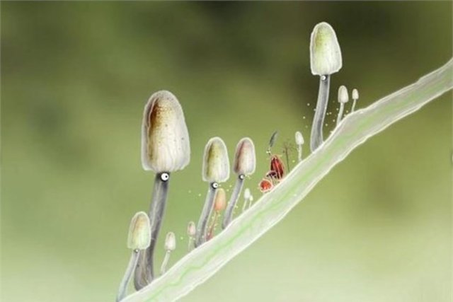 Botanicula  Fiyatı: 4,99 dolar