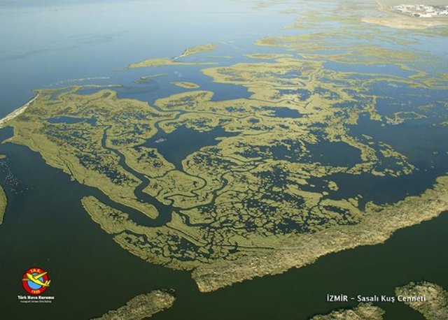 İZMİR-Sasalı-Kuş Cenneti