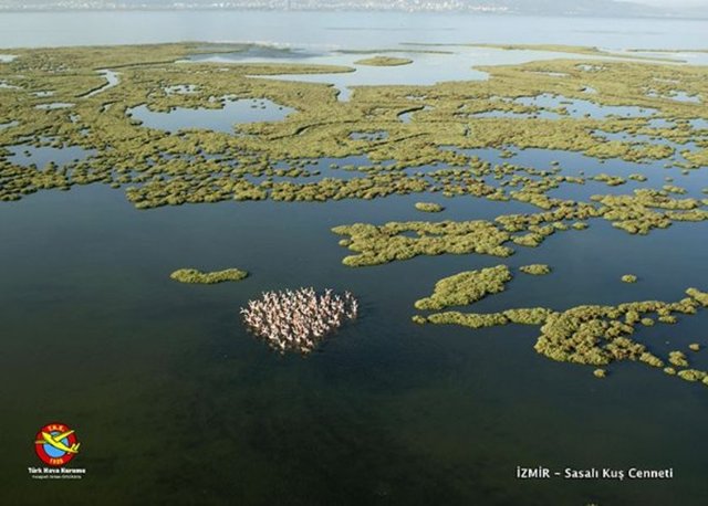 İZMİR-Sasalı-Kuş Cenneti