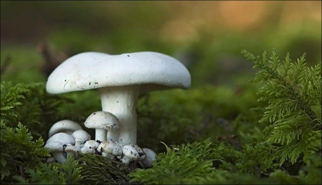 Mantar: Doğada yetişen mantarlar türlerinden bazıları, zehirlenmelere ve hatta ölüme yol açabiliyor.