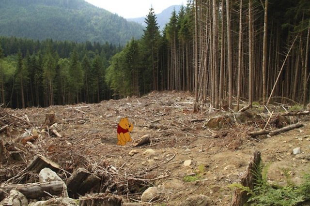 Pooh'nun arkadaşlarıyla oynayacağı bir ormanı olmazdı.
