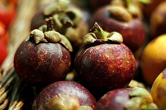 18 cm. boyunda ve 8 cm. genişliktedirler.