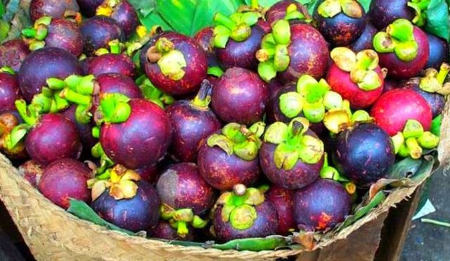 İnce dal filizlerinin uçlarında açılan koyu kırmızı renkli çiçeklerden gelişen küçük bir portakal iriliğindeki meyveler, kırmızı şarap renginde, üzerleri parlak ve bir deri kıvamında kalınca bir kabuğun içinde olup,