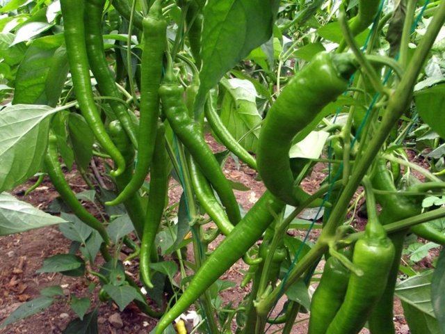 Biber kızartması yapmayınız, kızartma yapmak yağın yanmasına sebep olduğu için kanser, diyabet ve kalp hastalıkları riskini artırır.