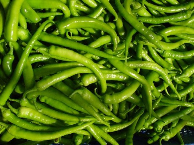 Yeşil biber, kanamaları önler. Cinsel arzuyu artırır. Bronşit ve grip gibi hastalıklarda faydalıdır.