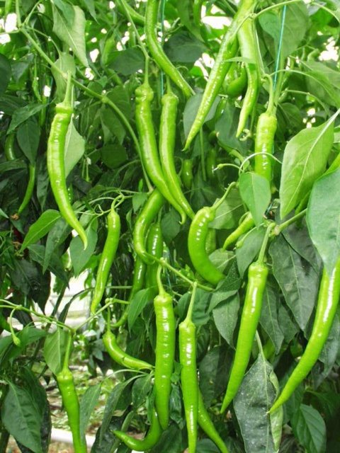 Bağışıklık sistemini kuvvetlendirir. Kansere karşı etkilidir. -