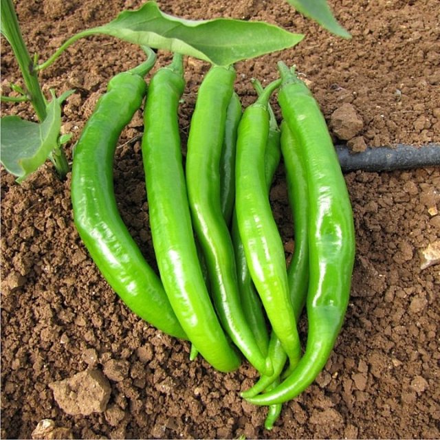 Damar tıkanıklığı ve kalp hastalıklarına karşı koruyucudur.