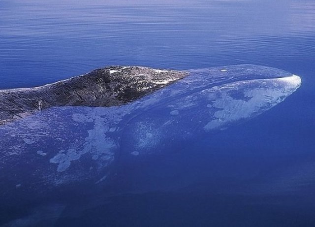 2. Grönland Balinası; Arktik balinalarını olarak da bilinen bu balinalar 150 ile 200 yıl arasında yaşayabiliyor.