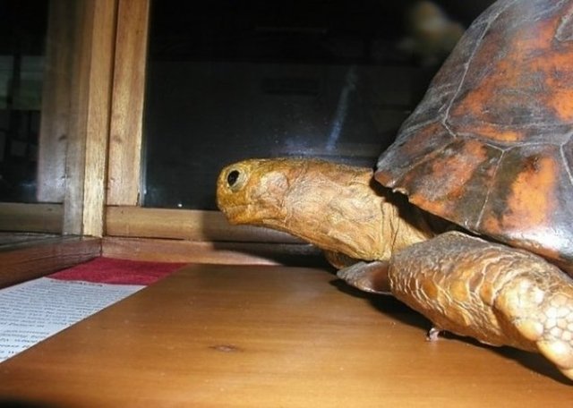 7. Tu'i Malila; Bu kaplumbağalar 188 yıl yaşayabilmektedir -