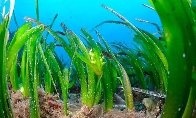 10. Deniz Çimeni; Akdeniz'in dibinde yer alan deniz çimenleri 200.000 yıl kadar yaşayabiliyor.