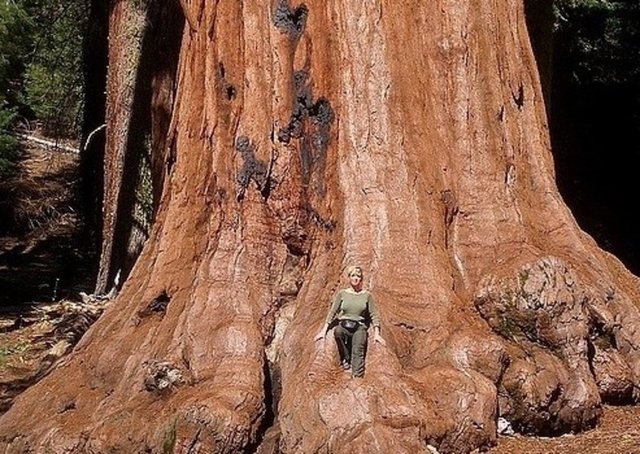 8. Büyük Sequoia Ağacı; Bu ağaç dünyada bilinen en büyük, en geniş ve en uzun yaşayan şeylerden birisi. 3200 yıldır yaşıyor.