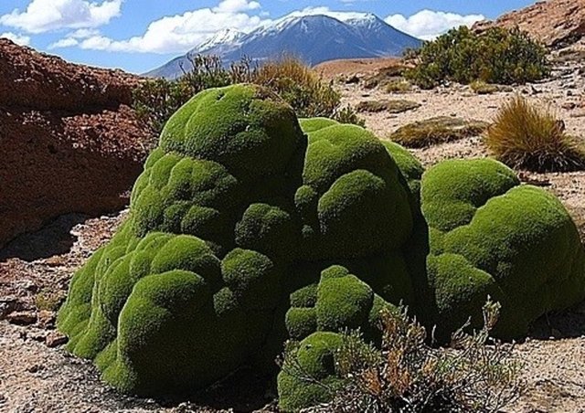 5. La Llareta; Güney Amerika'nın dağlık bölgelerinde yetişen La LIareta tam 3000 yıl boyunca yaşamını sürdürebiliyor. -