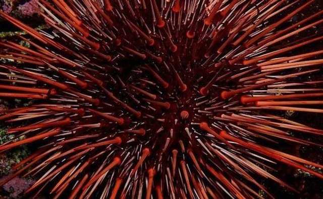 9. Kırmızı Deniz Kestanesi; Bu kestaneler 200 yıl boyunca yaşayabiliyor -