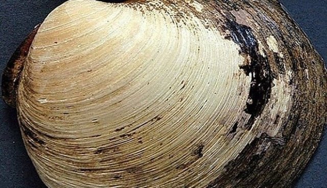 3. Ming İstiridyesi; Ming, uzun süre yaşamış olan bir hanedanın adıdır. İstiridye adını bu hanedandan alıyor; çünkü tam 507 yıldır yaşayan bir canlıdır.