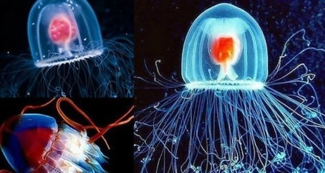 6. Ölümsüz Denizanası; Akdeniz ve Japonya sularında yaşayan bu denizanaları ise ölümsüzler.