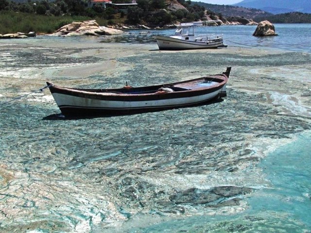 Bu durum çok ciddi sorunları olan Bafa Gölü içinde kirliliğin artması canlıların yaşamlarının ve sağlıklarının tehlikeye girmesi demektir dedi. -