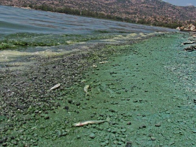 Bu tip gidiş de ötrofikasyon Bafa Gölü gibi sulak alan ekosistemlerini bozarak burada yaşayan kuş, balık ve diğer canlıların azalmasına ya da yok olmasına neden olabilir.  -