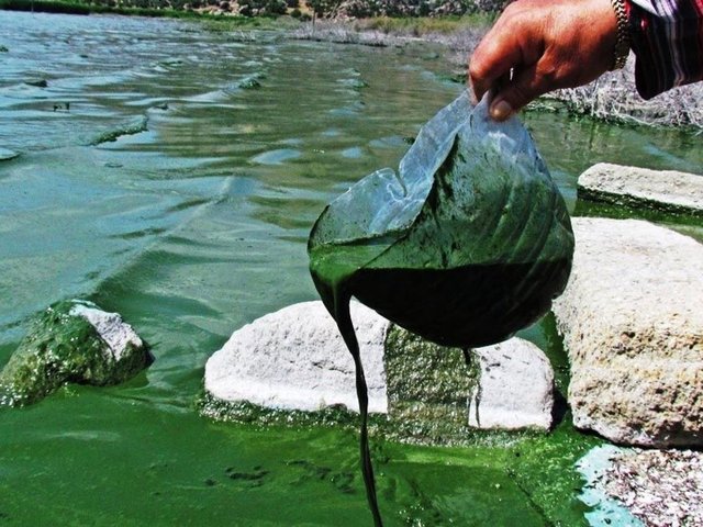 Vatandaşlar çaresiz durumda. Bu kirlilik için bir an önce harekete geçilmezse, daha kötü günlerin geleceği kaçınılmazdır. Uşak, Denizli ve Aydın'dan gelen bu kirliliği yaratanların, Bafa'nın bu durumundan haberi bile yoktur.