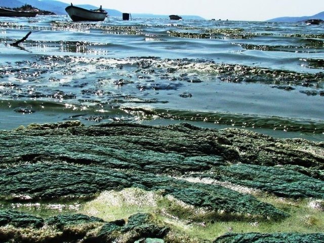 Gölde iki hafta önce başlayan yeşil alg istilası ve balık ölümlerinin ardından suda köpürmeler meydana gelmeye başladı.