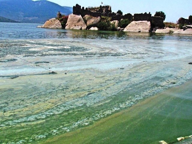 Dünyada, bu tür kirlilik aşamasına gelen ve zehirli alglerin aşırı oranda çoğaldığı göllerin ürünleri yasaklanmaktadır.