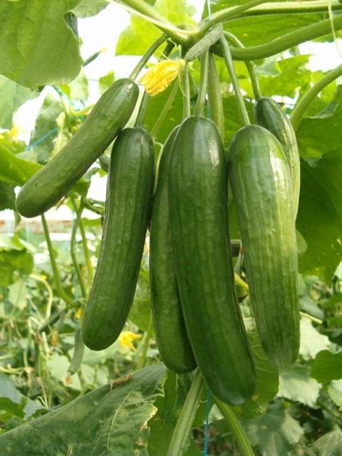 Aynı şekilde kırışıklıklara da iyi gelir (özellikle de göz civarları için) -