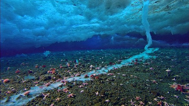 NADİR GERÇEKLEŞEN ETKİLEYİCİ DOĞA OLAYLARI! - 1. Su Altı Buz Saçağı - Buz saçaklarının suyun altında gerçekleşen haline, İngilizcede "brinicle" deniliyor. Kelimenin Türkçe karşılığı henüz yok ama, su altı buz saçağı demek doğru bir tanım olabilir. Bu ilginç buz saçakları, aşırı soğuk bir tuzlu su akıntısının okyanusa ulaşması sonrasında oluşuyor.